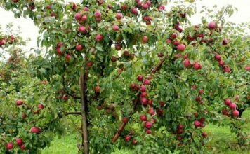 Алма бақтарын арамшөп басып жатыр